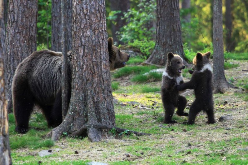 Bear Cubs2.jpg