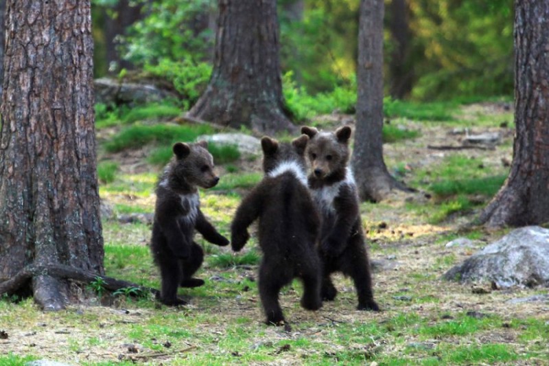 Bear Cubs3.jpg