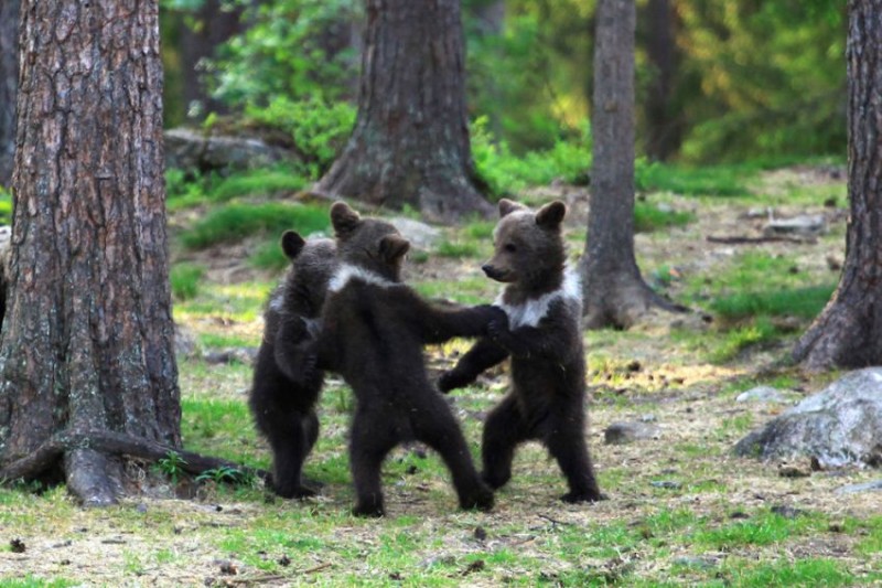 Bear Cubs3a.jpg