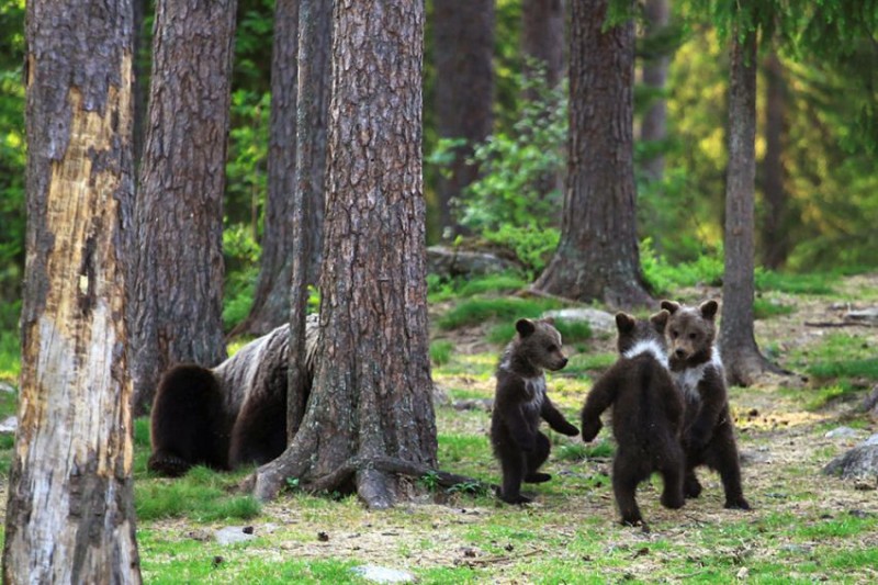 Bear Cubs4.jpg