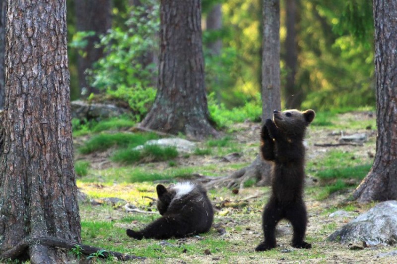 Bear Cubs6.jpg