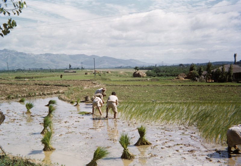 27Planting rice,1952.jpg