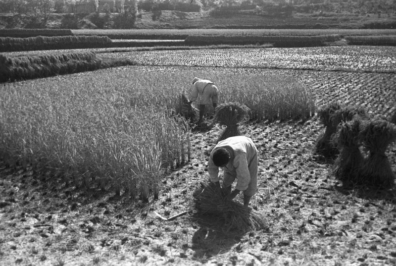 20 Harvesting, 1952.jpg