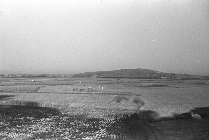 44 Rice Fields,1952.jpg