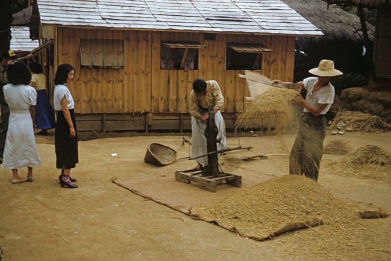 20 Threshing grain in Mockmie Village, 2 July 53.jpg