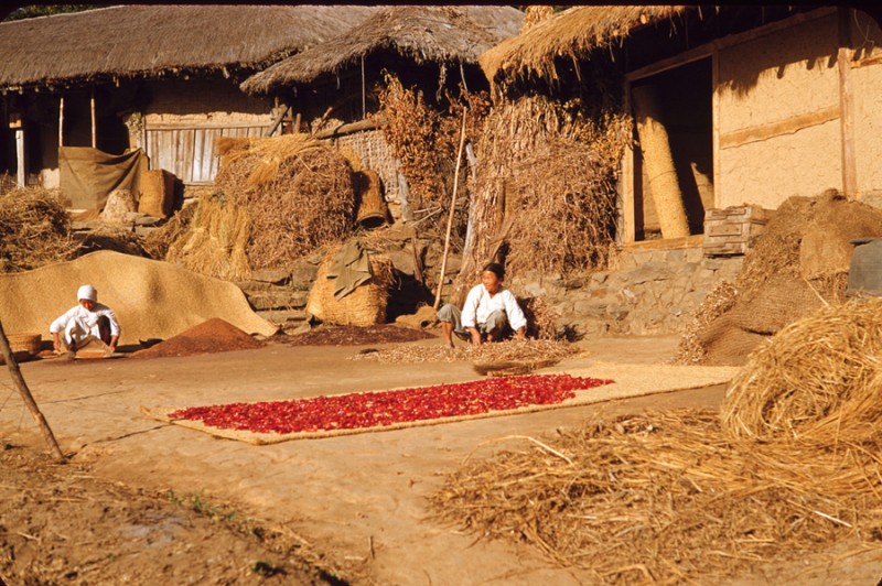 6 Drying red peppers, 1953.jpg
