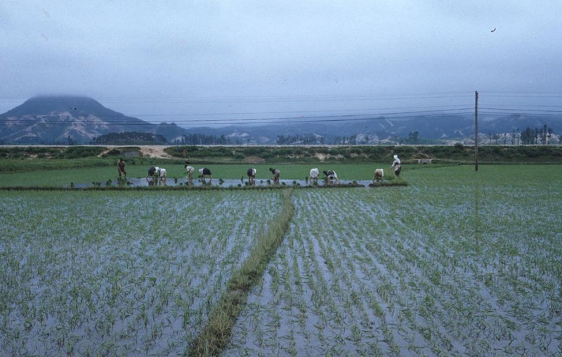 20b Rice Planting near Sokcho-Ri.jpg