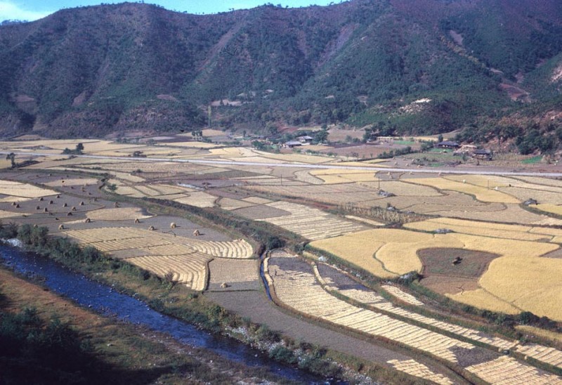 35 Rice Harvest, from pass on Wonju road.jpg