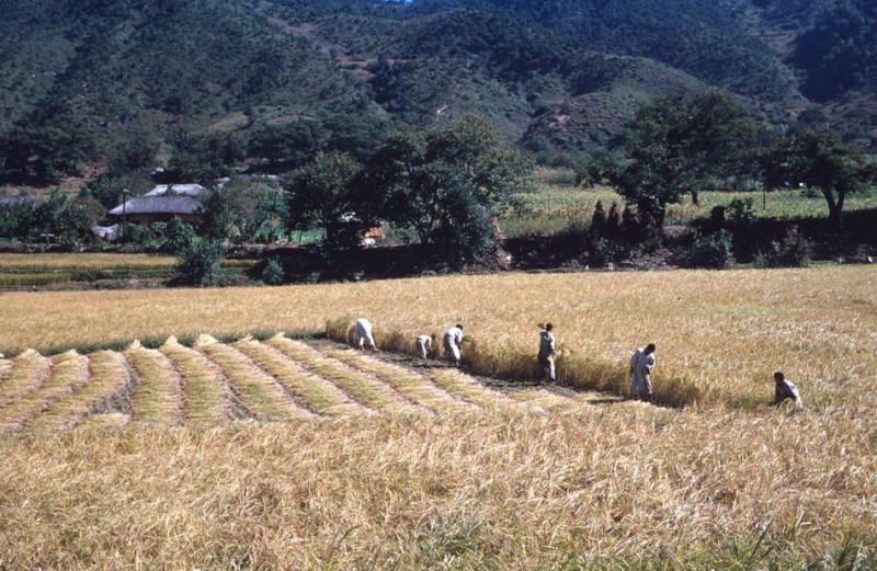 35a Harvesting Rice, 1952.jpg