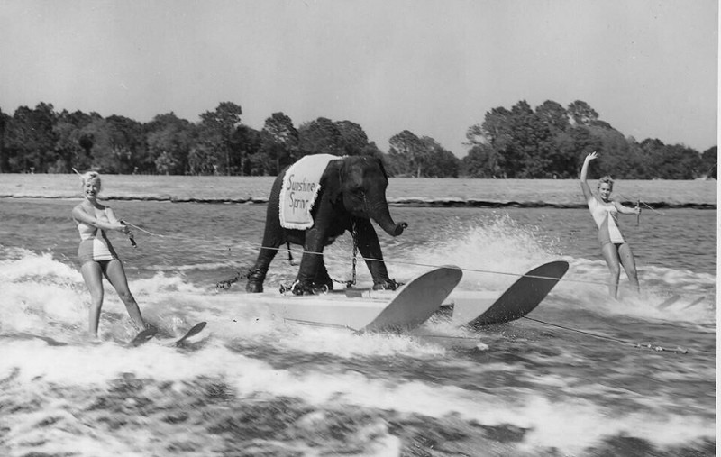 Queenie, world’s only water surfing Elephant, 1950’s.jpg
