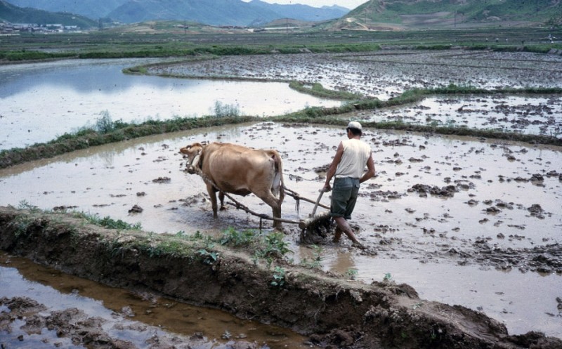 4 Plowing Rice Paddy.jpg