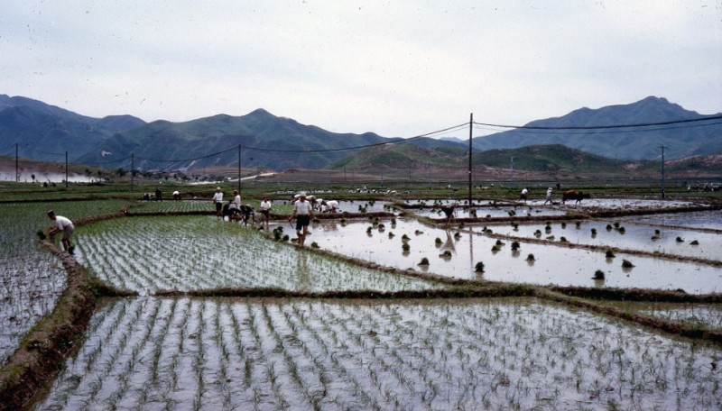 6 Planting Rice.jpg