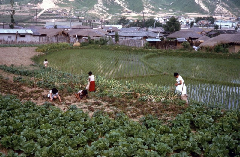 8a Woman and Children Tending Vegetable Garden.jpg