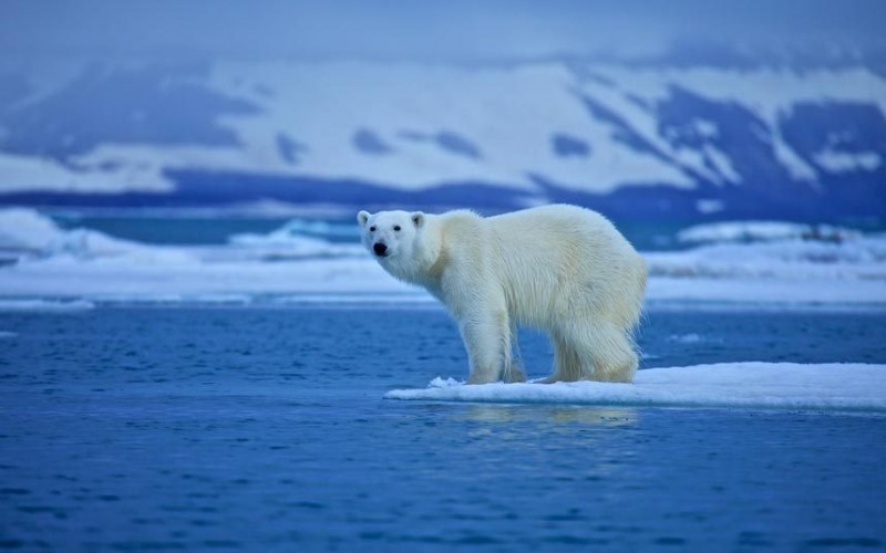 9. Watch polar bears in the Arctic.jpg