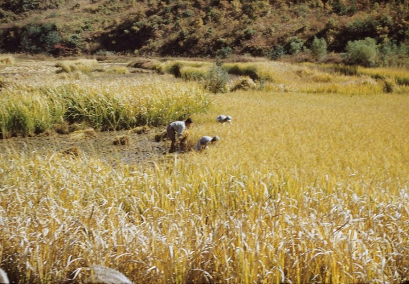 23 Harvesting Rice Oct 1953 Korea.jpg