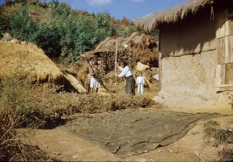 23 Thrashing Rice Oct. 1953 Korea.jpg