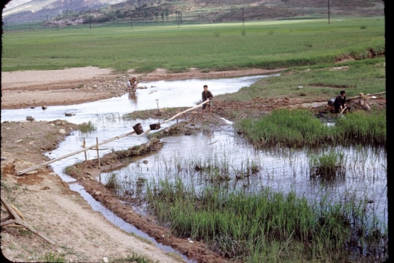 44 filling rice paddy Spring 1954 Korea.jpg
