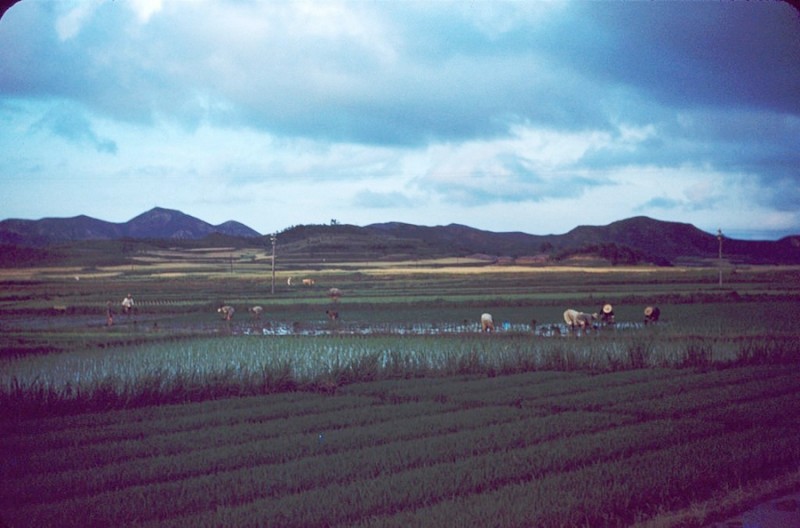 K Korean farm fields,1954.jpg