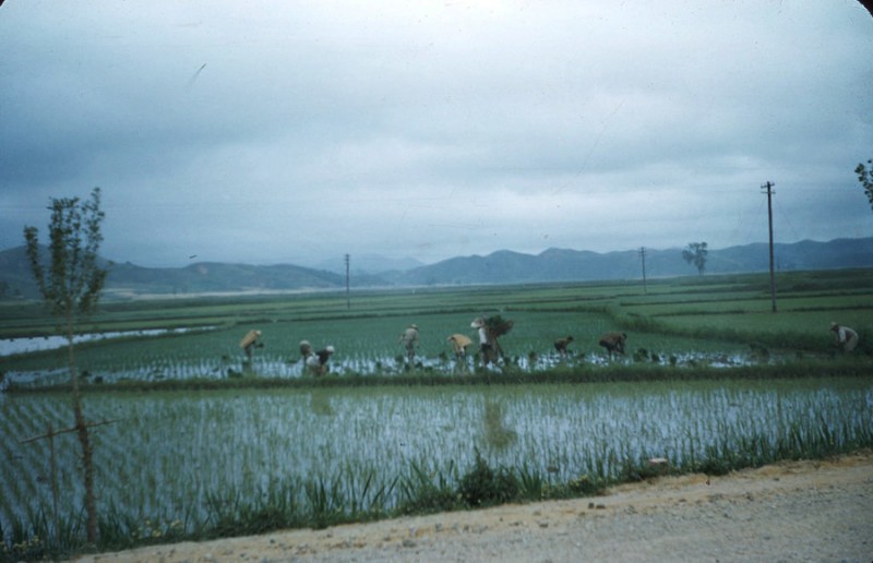 K Korean rice farmers, 1954.jpg