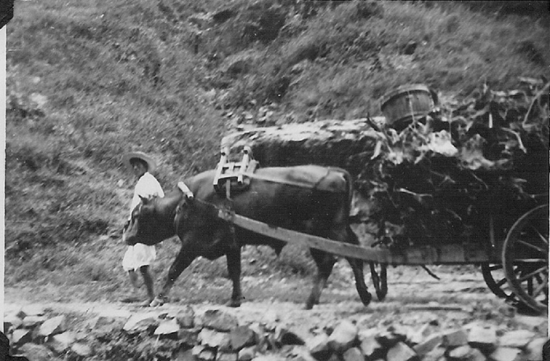 14 Farmer with oxen.jpg
