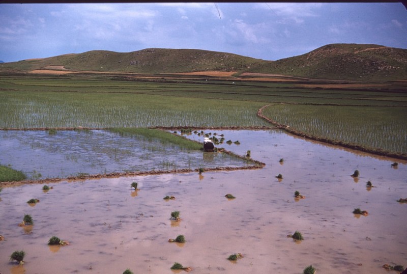 25 Rice fields near P-Y-Do, 15 June 1954.jpg