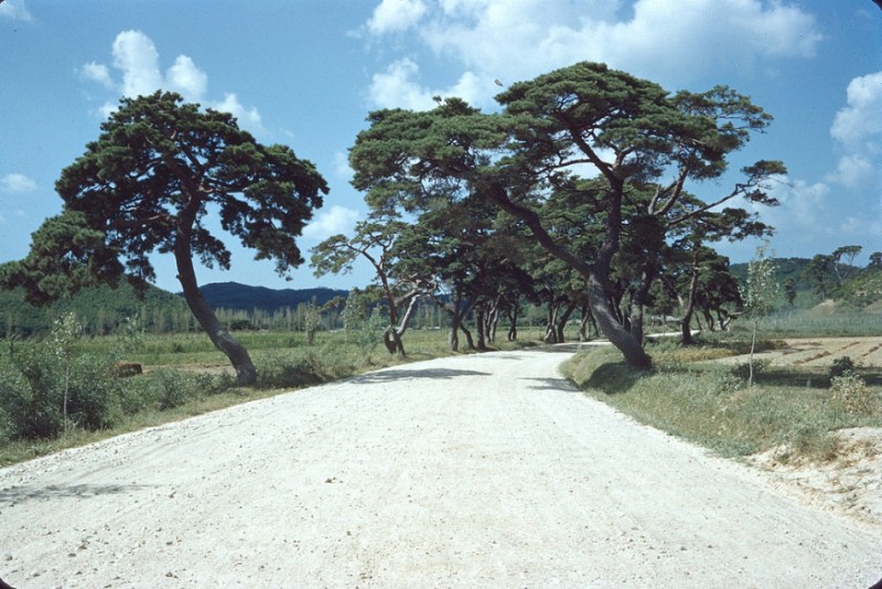 35 cedars north of Suwon, 25 Aug 1955.jpg