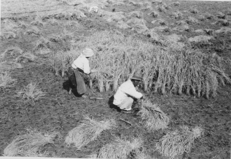 69 Cutting rice, Dec 1952.jpg