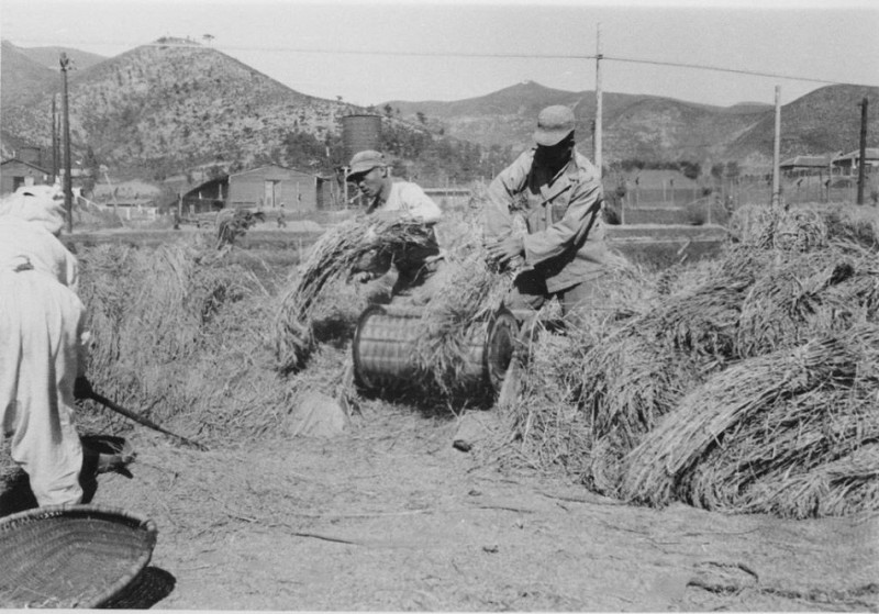 69b Rice threshing, Nov 1952.jpg