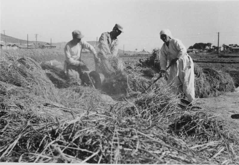 70b Harvesting rice, Nov 1952, Busan.jpg