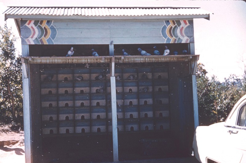 2016-06-26-0003 Pigeons of Peace, Panmunjom, last outpost.jpg