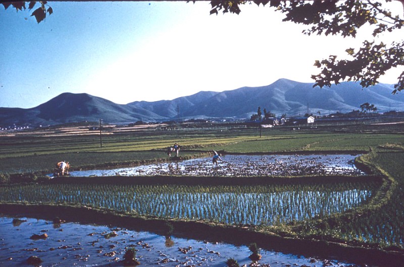 2016-06-27-0007 Rice planting between Seoul and ASCOM.jpg