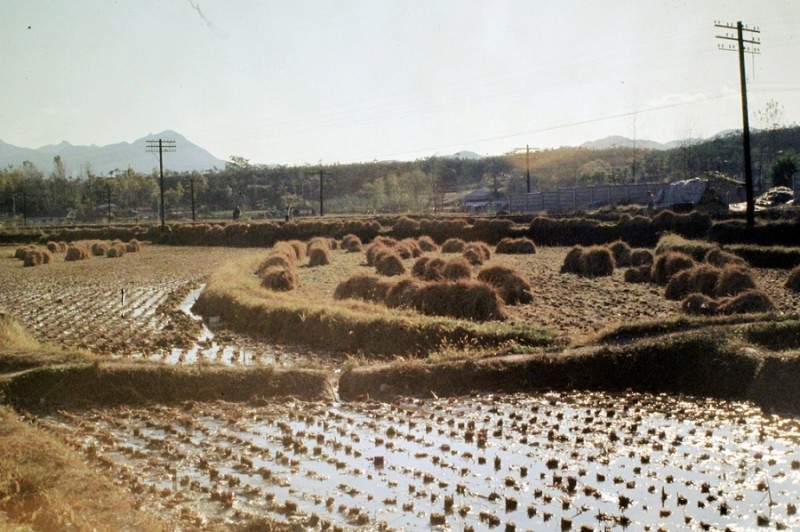 36 Winter Rice Paddies, near TDC 1972.jpg