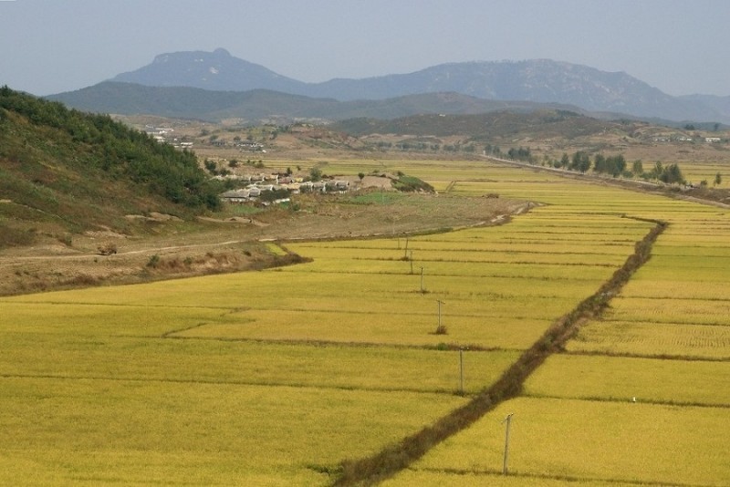 Ricecrop near PY.jpg