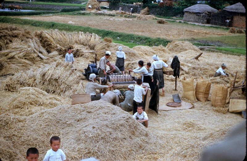 68 Harvest time, 1953.jpg