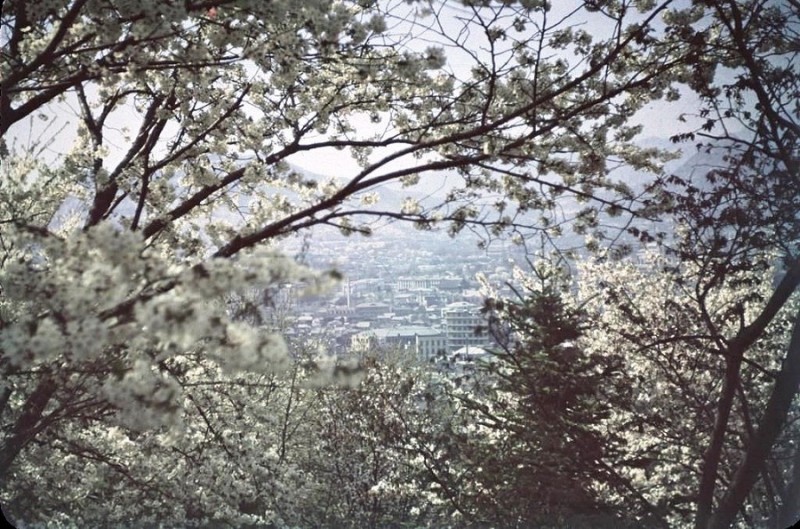 Seoul blossom.jpg