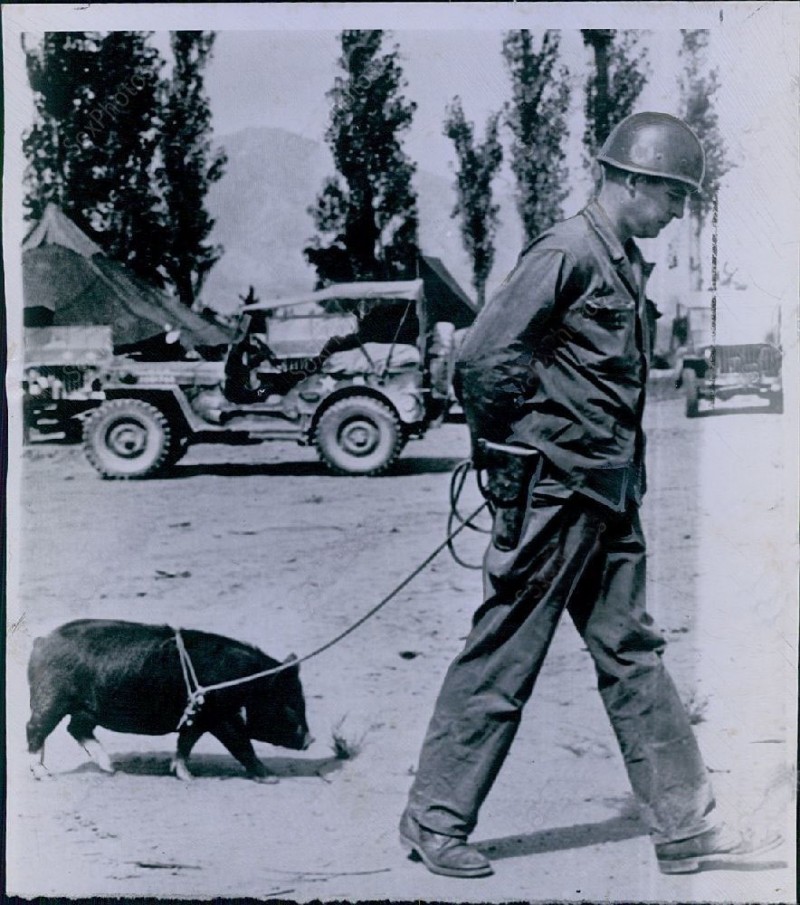 LF2 1950 Wire Photo SGT JOE BARKER KOREAN WAR Pet Pig Taejon 24th Div US Soldier.jpg